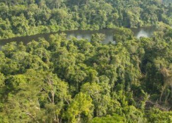 J.I. des forêts : Strong Roots réitère son engagement de travailler aux côtés des communautés pour une gestion durable des forêts