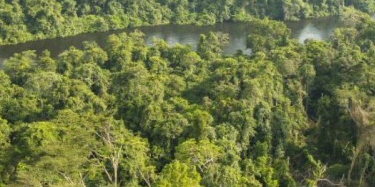 J.I. des forêts : Strong Roots réitère son engagement de travailler aux côtés des communautés pour une gestion durable des forêts