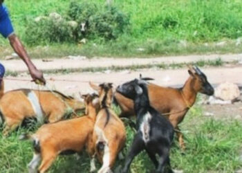 Sud-Kivu : PICAGL annonce le lancement de la première phase de la campagne de vaccination des bétails