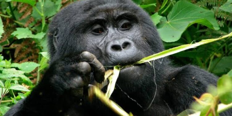 Journée Mondiale des Chimpanzés : Le Parc de Kahuzi-Biega appelle à renforcer la protection de ces grands singes