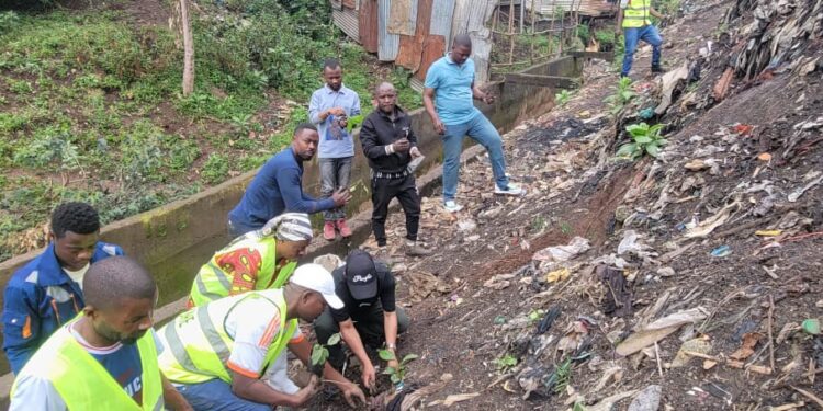 Bukavu: Plus de 500 plantules d&rsquo;arbres déjà  plantés dans une semaine dans la commune de kadutu pour lutter contre les érosions(Byamungo Kazimiri)