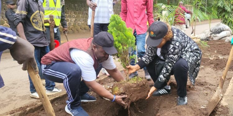 Bukavu: Le maire de la ville Nicolas Kyalangalilwa supervise l’opération d’abattage d’arbres vétustes et de plantation d’autres sur le boulevard