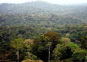 Sud-kivu: Pourtant englobant des écosystèmes riches, les forêts de la province sont menacées par la déforestation(alerte)