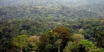 Sud-kivu: Pourtant englobant des écosystèmes riches, les forêts de la province sont menacées par la déforestation(alerte)