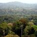 Sud-kivu: Pourtant englobant des écosystèmes riches, les forêts de la province sont menacées par la déforestation(alerte)