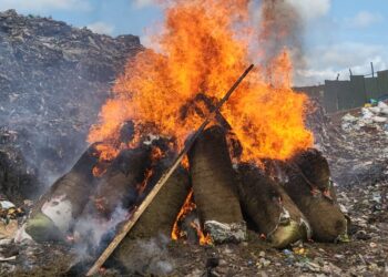 Bukavu: Dans le cadre de la lutte contre la drogue, 42 sacs de chanvre saisis et incinérés sous la supervision du maire Nicolas Kyalangalilwa