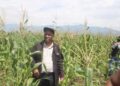 Sud-kivu: Sécurité alimentaire, 35 hectares de maïs plantés à Kamanyola sur financement de l’AFC/M23 attendent la récolte