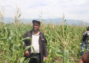 Sud-kivu: Sécurité alimentaire, 35 hectares de maïs plantés à Kamanyola sur financement de l&rsquo;AFC/M23 attendent la récolte