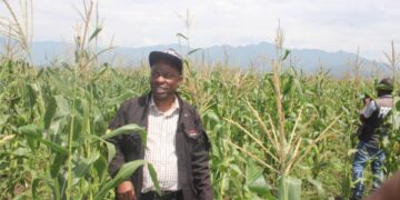 Sud-kivu: Sécurité alimentaire, 35 hectares de maïs plantés à Kamanyola sur financement de l&rsquo;AFC/M23 attendent la récolte