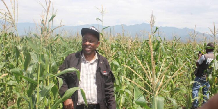 Sud-kivu: Sécurité alimentaire, 35 hectares de maïs plantés à Kamanyola sur financement de l’AFC/M23 attendent la récolte